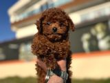 Petmode Köpek Çiftliğinde Ziyarete Açık Tea Cup Kore Poodle