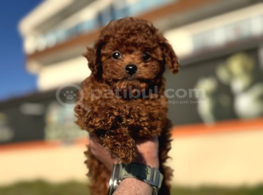 Petmode Köpek Çiftliğinde Ziyarete Açık Tea Cup Kore Poodle görsel