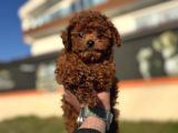Petmode köpek çiftliğinde ziyarete açık tea cup kore poodle
