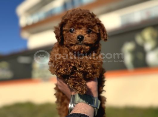 Petmode Köpek Çiftliğinde Ziyarete Açık Tea Cup Kore Poodle