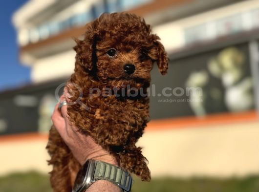 Petmode Köpek Çiftliğinde Ziyarete Açık Tea Cup Kore Poodle görsel
