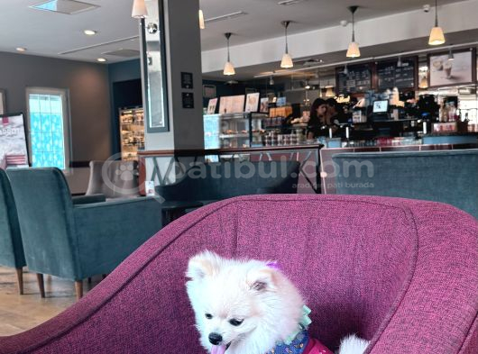 Nazlı Yuva Arıyor - Petshop Değil görsel