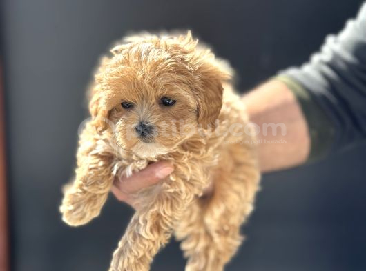 Petmode Köpek Çiftliğinde Ziyarete Açık Maltipoo görsel