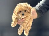 Petmode Köpek Çiftliğinde Ziyarete Açık Maltipoo