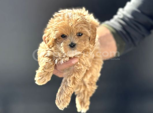 Petmode Köpek Çiftliğinde Ziyarete Açık Maltipoo görsel