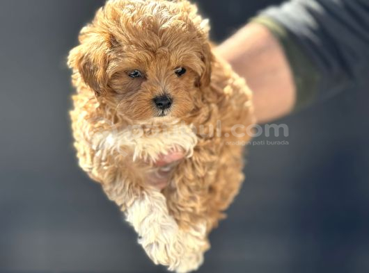Petmode Köpek Çiftliğinde Ziyarete Açık Maltipoo görsel