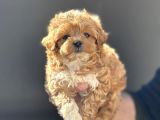 Petmode köpek çiftliğinde ziyarete açık maltipoo