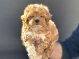Petmode Köpek Çiftliğinde Ziyarete Açık Maltipoo