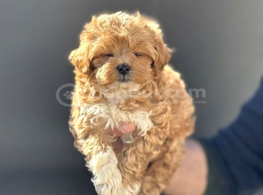 Petmode Köpek Çiftliğinde Ziyarete Açık Maltipoo görsel
