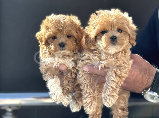 Petmode Köpek Çiftliğinde Ziyarete Açık Maltipoo görsel