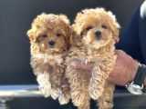 Petmode Köpek Çiftliğinde Ziyarete Açık Maltipoo