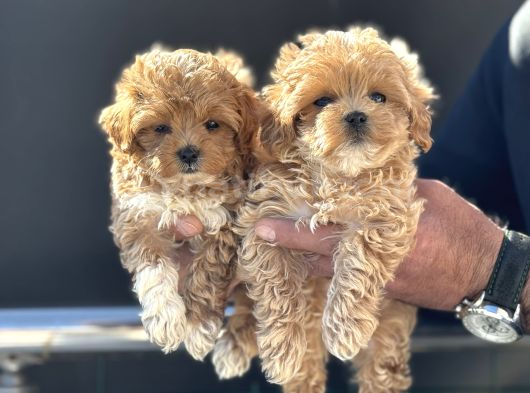 Petmode Köpek Çiftliğinde Ziyarete Açık Maltipoo görsel