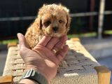 Petmode Köpek Çiftliğinde Ziyarete Açık Maltipoo