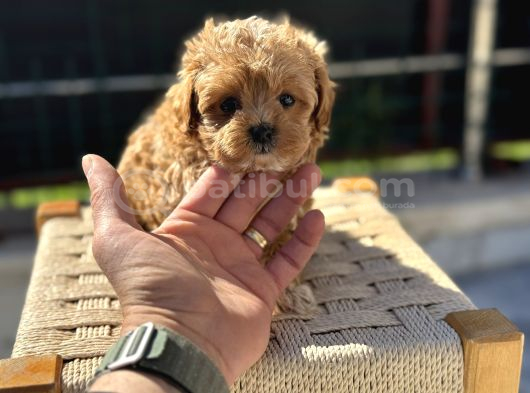 Petmode Köpek Çiftliğinde Ziyarete Açık Maltipoo görsel