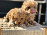 Petmode Köpek Çiftliğinde Ziyarete Açık Maltipoo