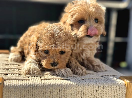 Petmode Köpek Çiftliğinde Ziyarete Açık Maltipoo görsel
