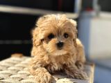 Petmode Köpek Çiftliğinde Ziyarete Açık Maltipoo