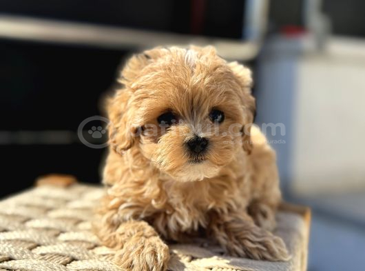 Petmode Köpek Çiftliğinde Ziyarete Açık Maltipoo görsel