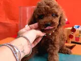 SHOV KALİTE KORE KAN TOY POODLE BEBEKLER