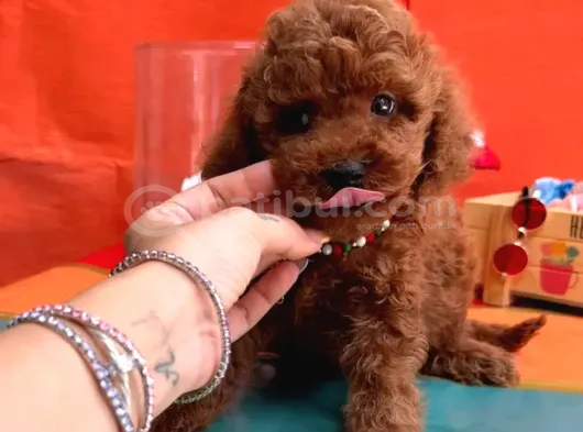 SHOV KALİTE KORE KAN TOY POODLE BEBEKLER