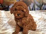KIZIL SAFKAN MALTİPOO YAVRULARIMIZ