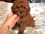 Kizil Safkan Malti̇poo Yavrularimiz