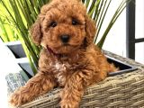TOY POODLE BEBEKLERİMİZ