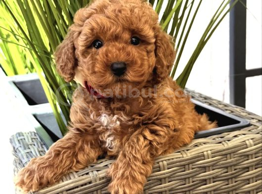Toy Poodle Bebekleri̇mi̇z