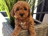 Toy Poodle Bebekleri̇mi̇z