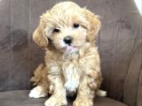 Güzeller Güzeli Maltipoo Bebeklerimiz