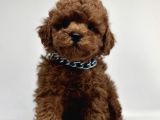 Tarçın Şekerler Toypoodle Yavrularımız