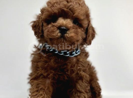 Tarçın Şekerler Toypoodle Yavrularımız görsel