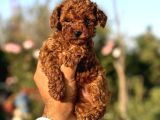 Tarçın şekerler ToyPoodle yavrularımız