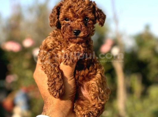 Tarçın şekerler ToyPoodle yavrularımız