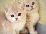 Safkan British Shorthair Golden