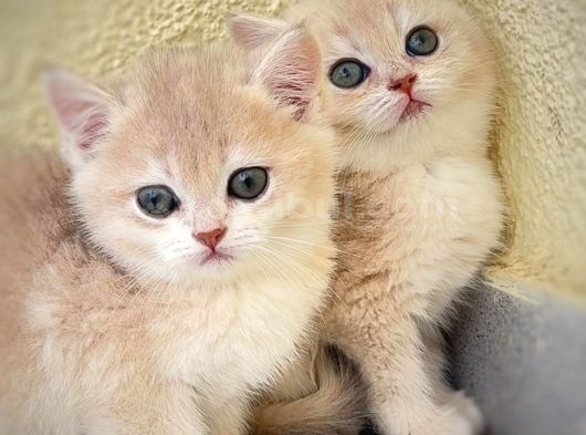 Safkan British Shorthair Golden görsel