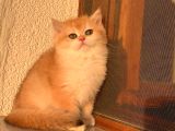 Safkan British Shorthair Golden