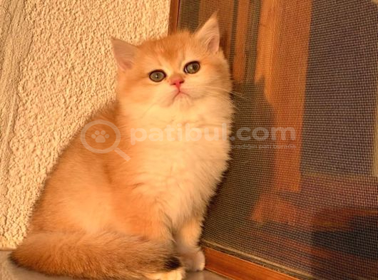 Safkan British Shorthair Golden görsel