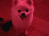 Nazlı yuva arıyor - Petshop değil