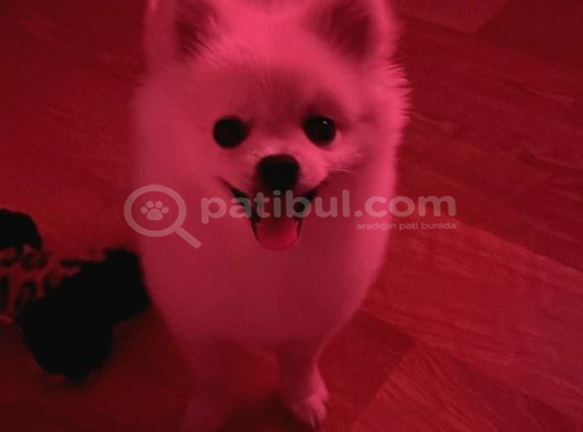 Nazlı Yuva Arıyor - Petshop Değil