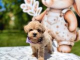 Mini Maltipoo Yavrular