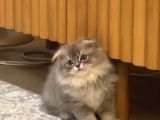 British Golden Tabby