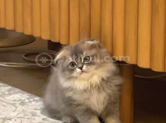British Golden Tabby görsel