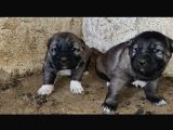 Orjinal Has Kangal Yavruları