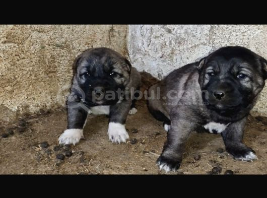 Orjinal Has Kangal Yavruları görsel