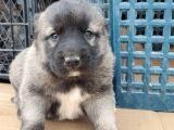 Orjinal Has Kangal Yavruları