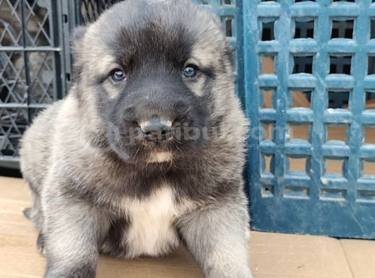 Orjinal Has Kangal Yavruları görsel