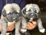 Orjinal has kangal yavruları