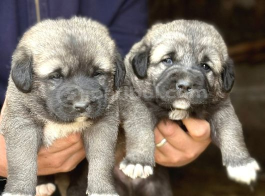 Orjinal Has Kangal Yavruları