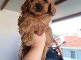 Toy Poodle Yavrularımız